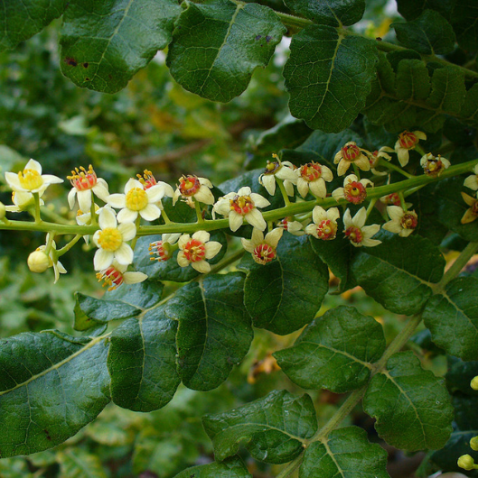 Boswellia Serrata